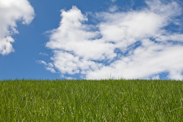Obraz premium Linia horyzontu, zielone pole trawy i błękitne niebo