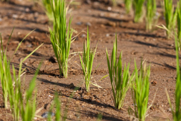 Fototapeta premium Young green paddy rice plant