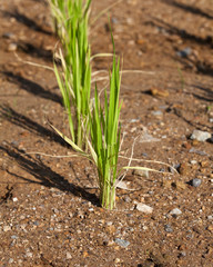 Young green paddy rice plant on a paddy