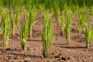 Young green paddy rice plant on a paddy