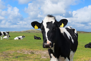 Obraz na płótnie Canvas Cows in Holland