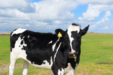 Fototapeta na wymiar Cow in Holland