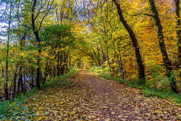 Calm path under colorful trees at autumn, Bratislava, Slovakia