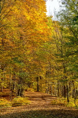 Obraz premium Golden leaves covered forest path in park in October, Bratislava, Slovakia