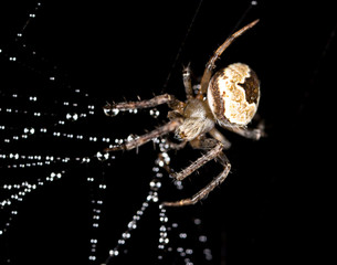 water droplets on a spider web with a spider on a black background