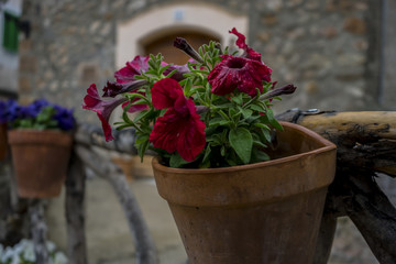 Fototapeta na wymiar Pots hanging on the wall with flowers in the city of Valldemosa