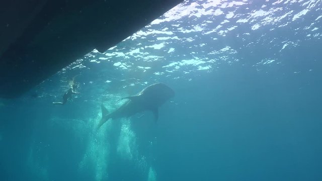 Whale shark floats under the boat 