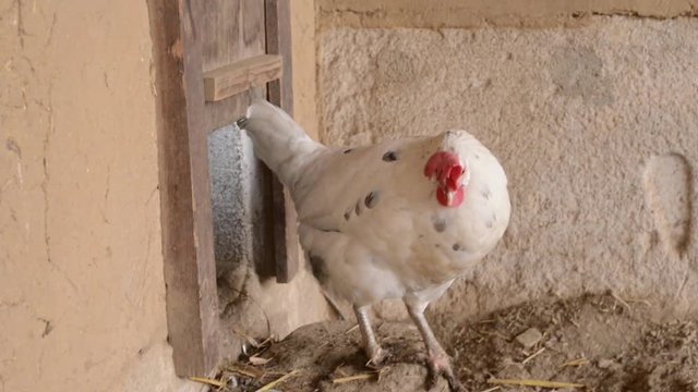 zwei neugierige H&uuml;hner im Stall
