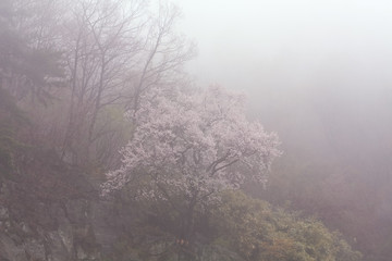 Fototapeta na wymiar Fog in the korean mountain 