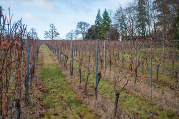 Obraz premium Weinberg im Winter