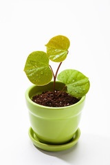 Green plant in a pot 