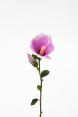 Mugunghwa, Pink rose of sharon