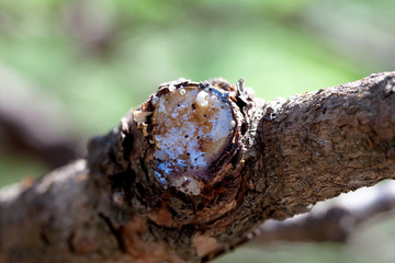 Negral pine resin. Pinus Pinaster. Resin, Miera