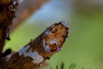 Negral pine resin. Pinus Pinaster. Resin, Miera