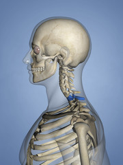 Cervical vertebrae M-SKEL C7-l-2, 3D Model