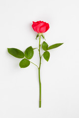 Red roses on a white background 