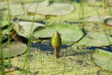 Lotus flower in a pond 
