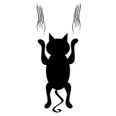 Falling cat on white background