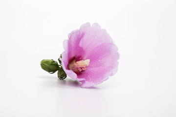 Orchid-pink Rose of sharon