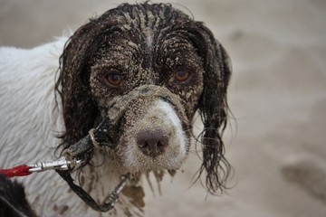 Very cute liver and white working english springer spaniel pet g