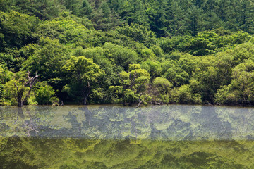Jusanji Reservoir,Korea. Red Leaf Willow