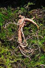 Ginseng root