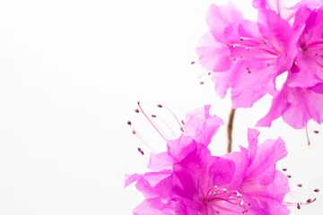 Plexiglas foto achterwand Pink azaleas flowers on a white © papii