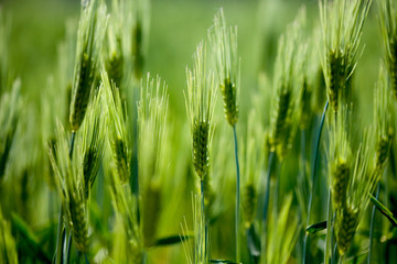 Green barley field in korea