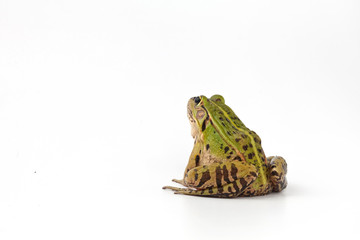 Black-Spotted Pond Frog in a studio