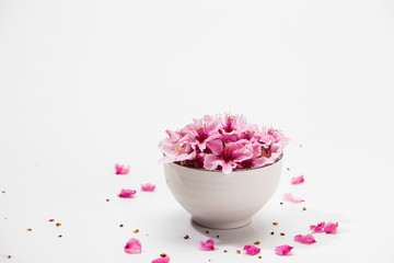 Pink plum blossom flower in a white bowl 