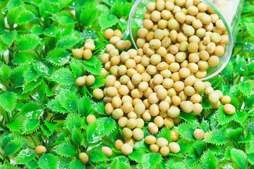 Soybeans on the glass with green