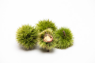 Open Green Chestnuts on a white