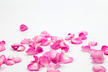 Obraz na płótnie Canvas Petal of pink rose on soft light in studio