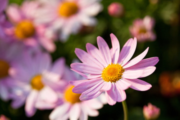 Pink daisy in a warm light 