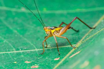 Yellow, black and brown cricket (Grylloidea) with striped eyes on a green leaf
