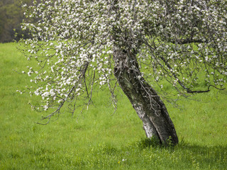 Old Apple Tree Blooming in Spring