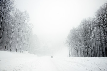 Fototapeta premium Road and trees in blizzard