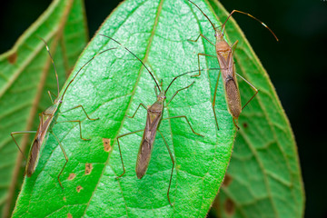 A group of three green, brown Assasin bugs (Reduviidae) on a green leaf