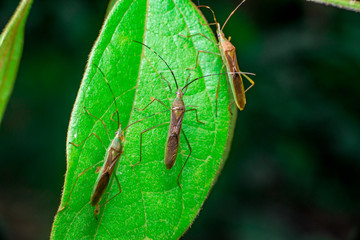 A group of three green, brown Assasin bugs (Reduviidae) on a green leaf