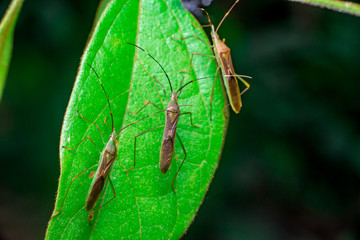 A group of three green, brown Assasin bugs (Reduviidae) on a green leaf