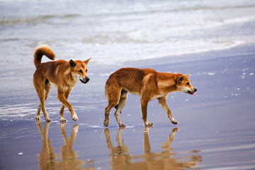 Naklejka premium QE Fi Beach Dingoes