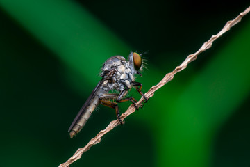 Robberfly, Asilidae (Insecta: Diptera: Asilidae) resting on a twig
