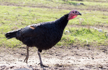 a turkey on a farm outdoors