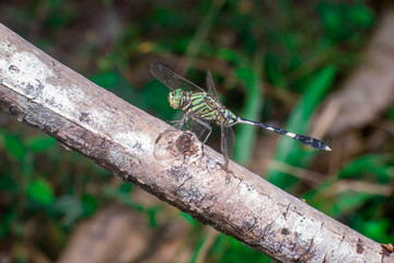 Green Marsh Hawk Dragonfly (Orthetrum sabina), on a brown stem