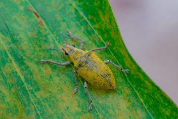 Female Gold Dust Weevil (Hypomeces squamosus, Curculionidae)