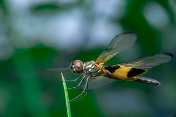 Male yellow-striped flutterer dragonfly (Rhyothemis phyllis) on a green weed