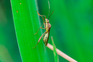 Green, brown and yellow striped Assasin bug (Reduviidae) on a grass