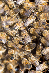 Bees on a framework with honey in the apiary
