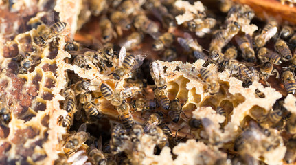 Bees on a framework with honey in the apiary