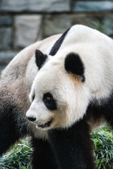 Obraz premium Giant panda closeup at a zoo